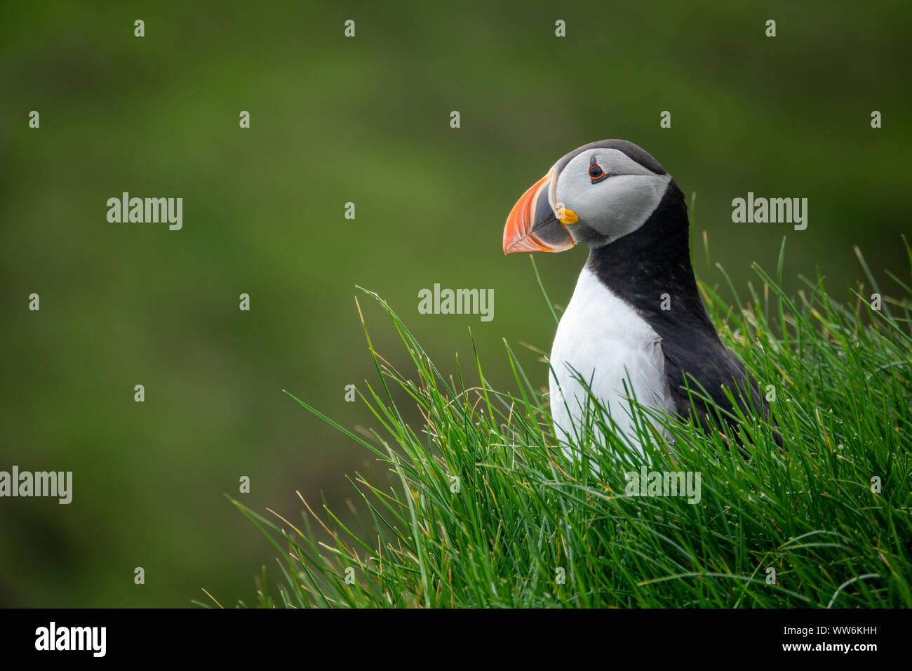 Profile view of puffin in the hill Stock Photo