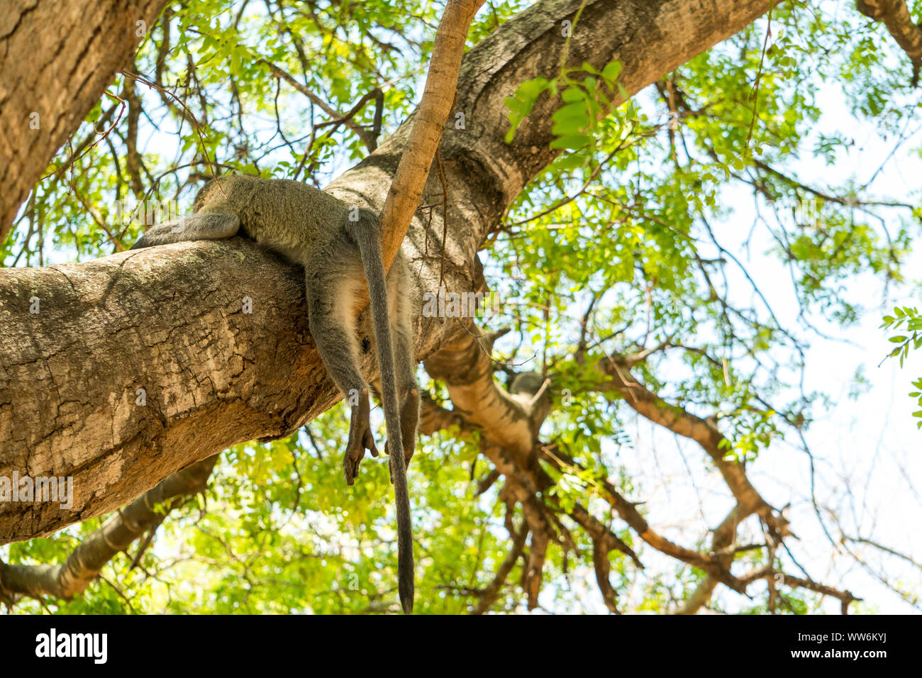 monkey relaxing on a tree in south africa Stock Photo