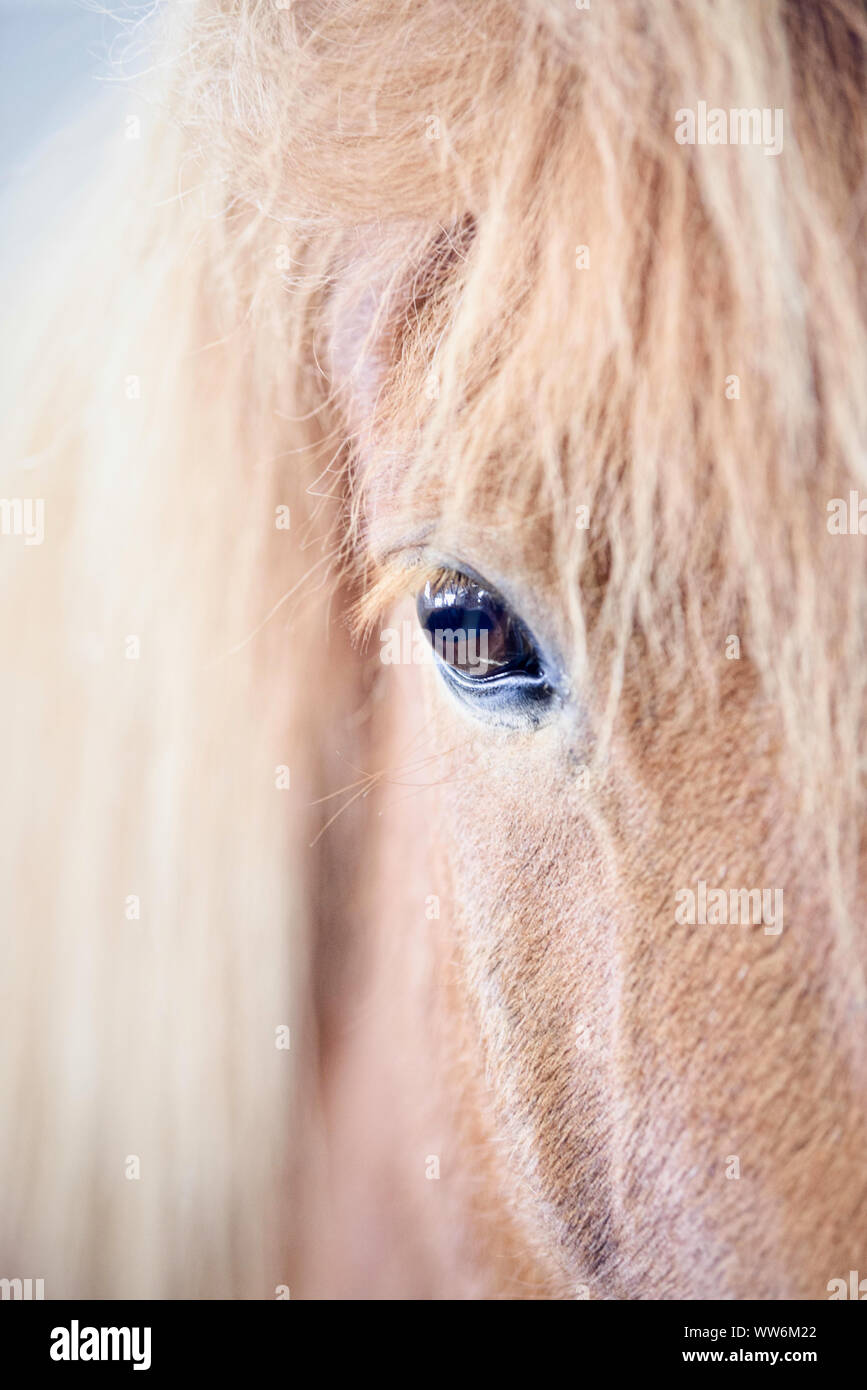 Close-up of a cream color hair icelandic horse head close-up Stock ...