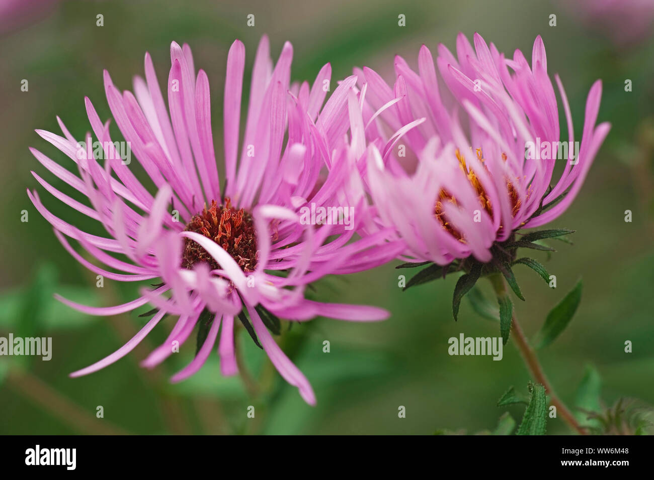 Aster, New England aster, Symphyotrichum novae-angliae, Tw pink coloured flowers growing outdoor. Stock Photo