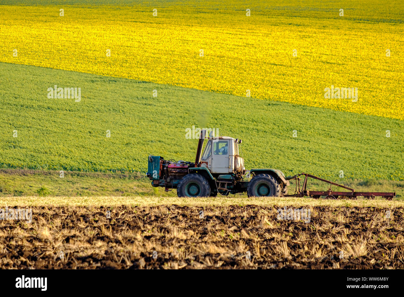 Cultivating sunflowers hi-res stock photography and images - Alamy