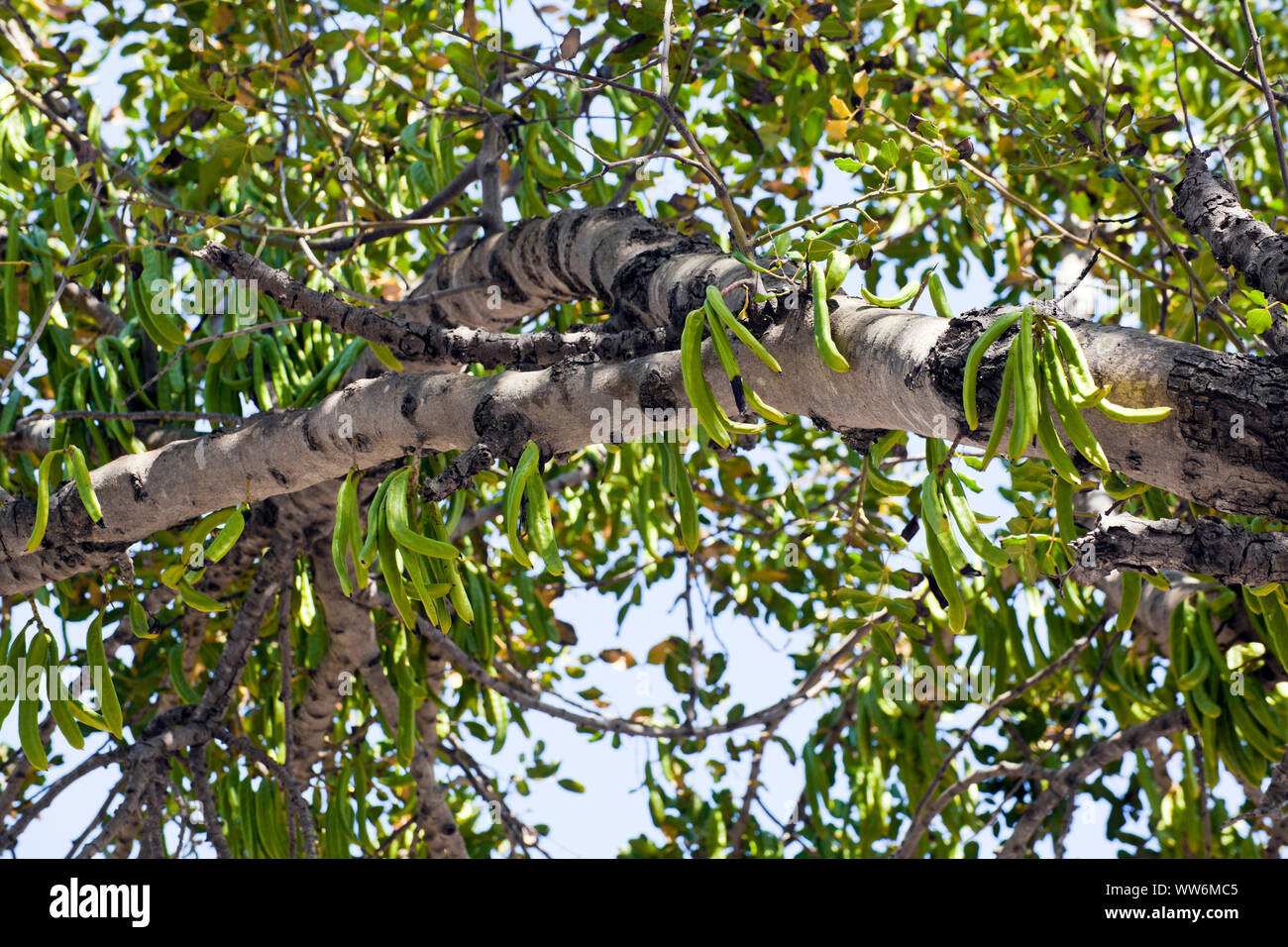 Carob tree with green fruits in greece hires stock photography and
