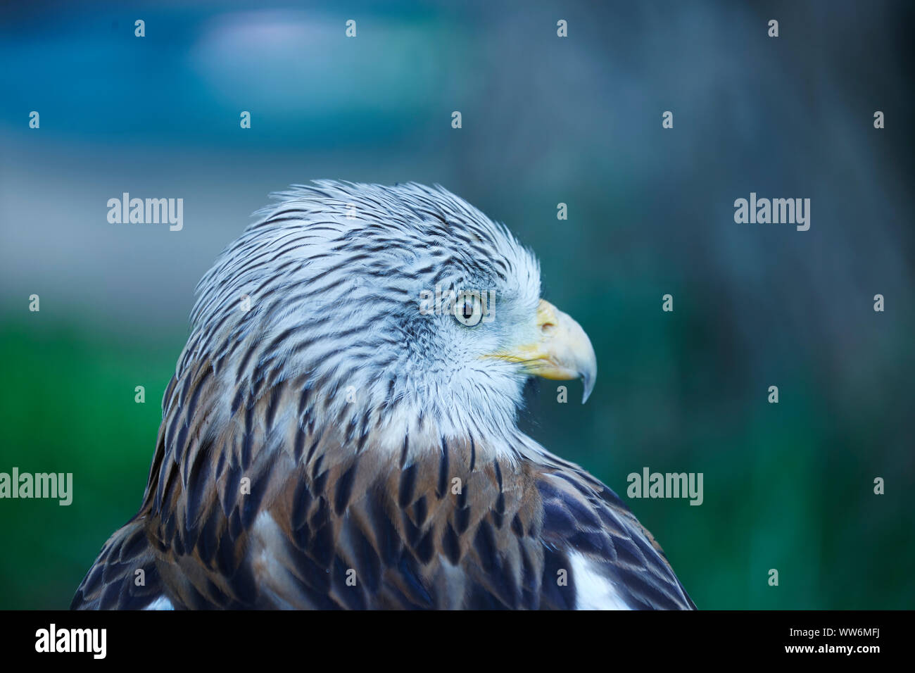 A closeup of the head of a Red Kite with out of focus background Stock Photo