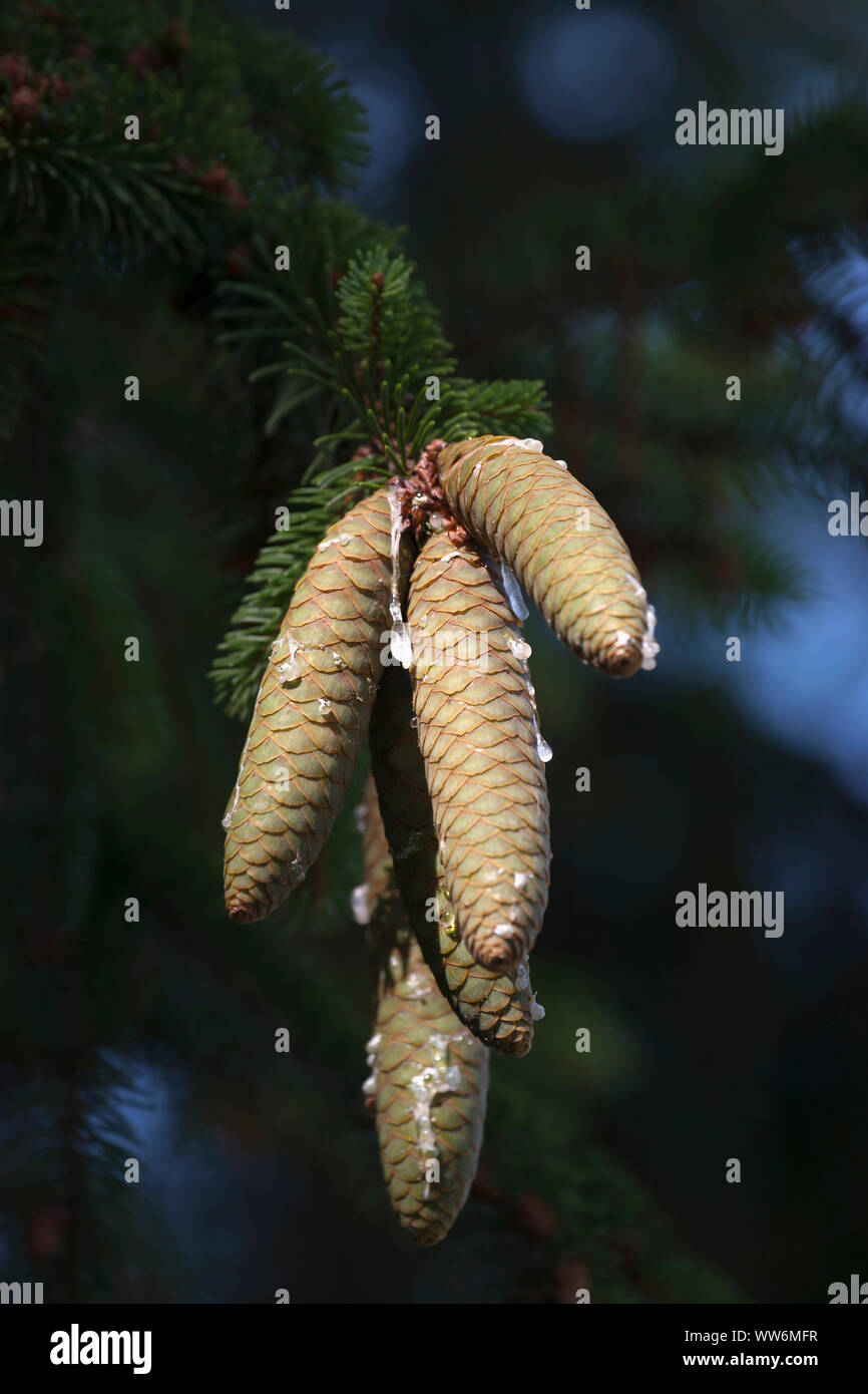 Pine, Fir, Spruce, Norway spruce cones growing outdoor on the tree. Stock Photo