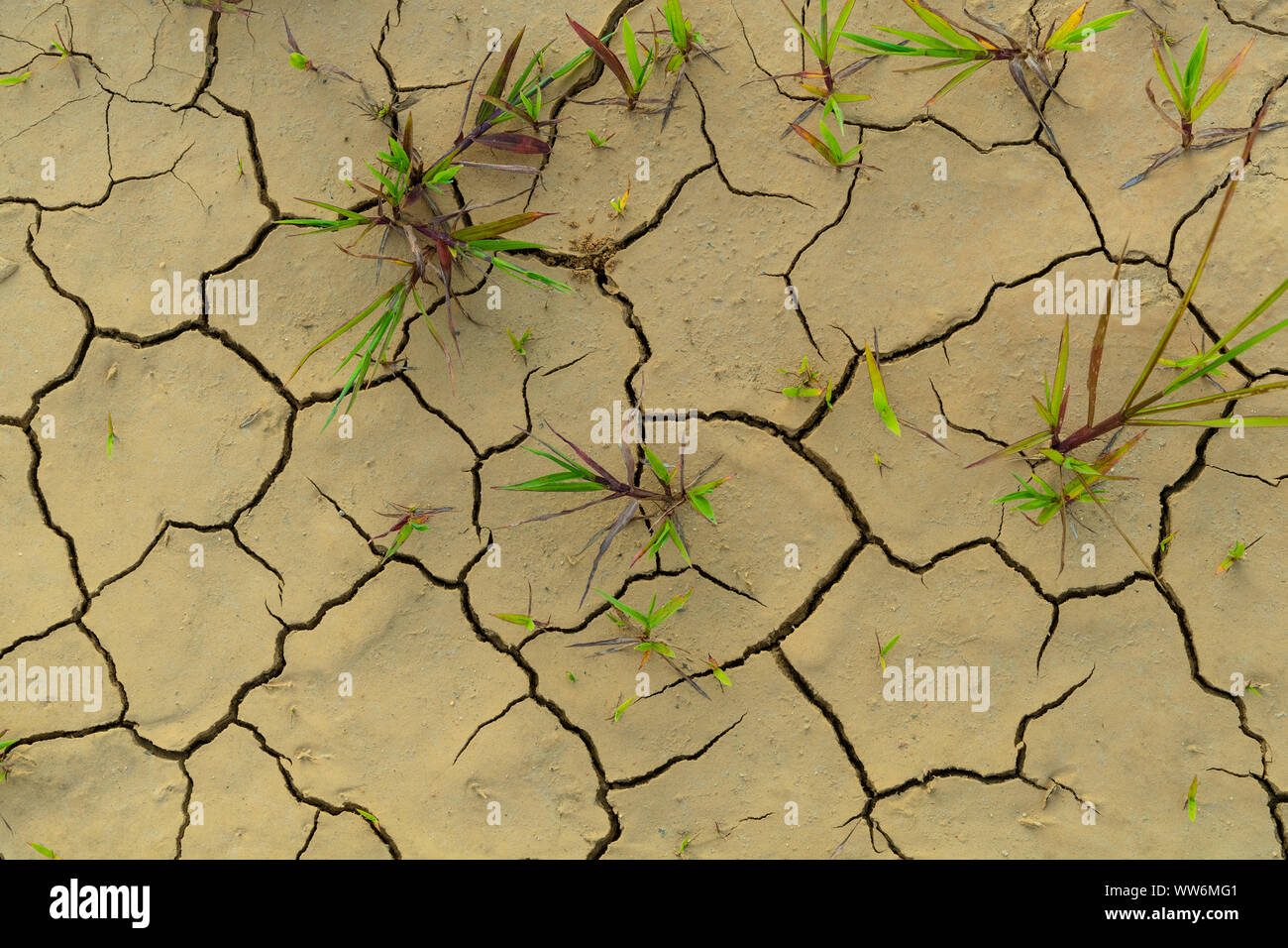 Dried Cracked Mud With Weeds Stock Photo