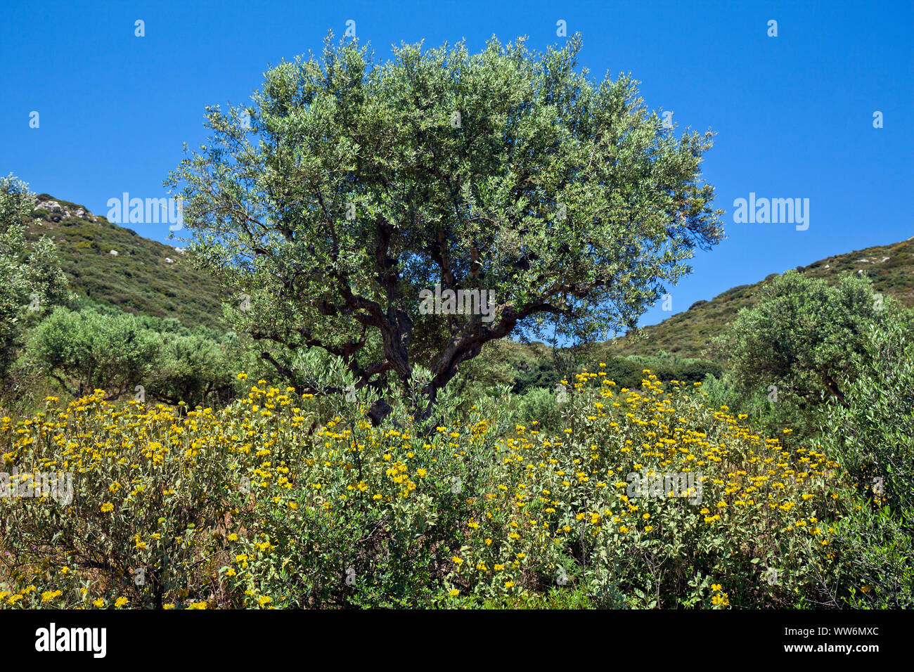 Shrubby phlomis flowers in front of olive tree in Greece Stock Photo