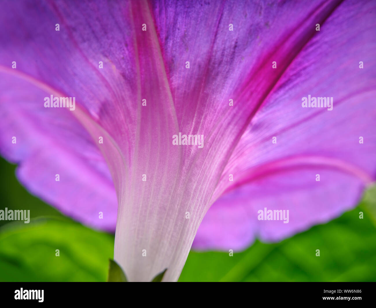 Morning Glory Flower Detail Stock Photo