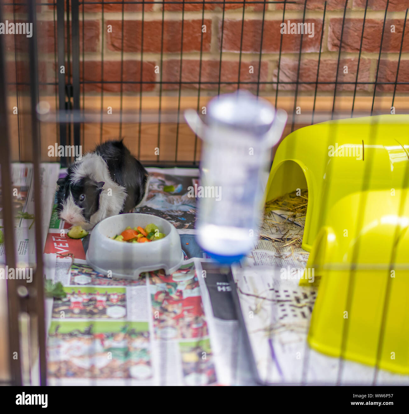 A young black and white male guinea pig eating Stock Photo