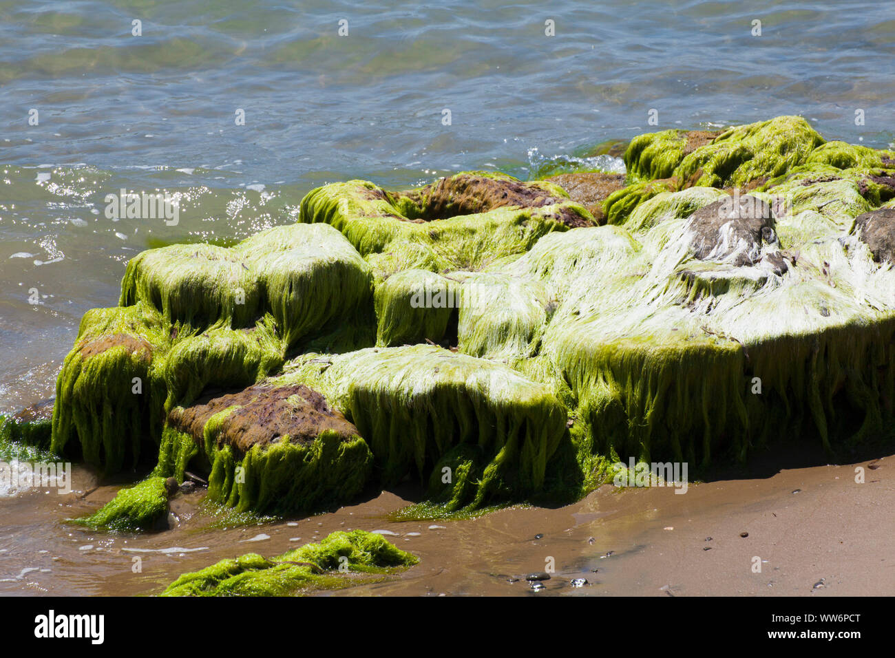 Soft long algae cover boulders in Greece Stock Photo