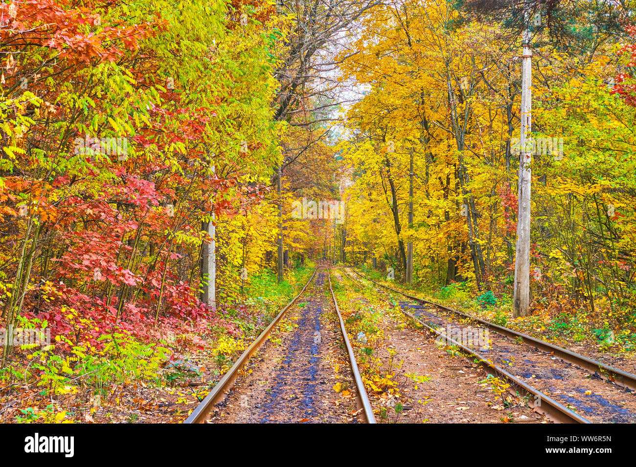 Visit autumn forest of Pushcha-Vodytsya spa resort, the tram routes lead among the lush trees ...