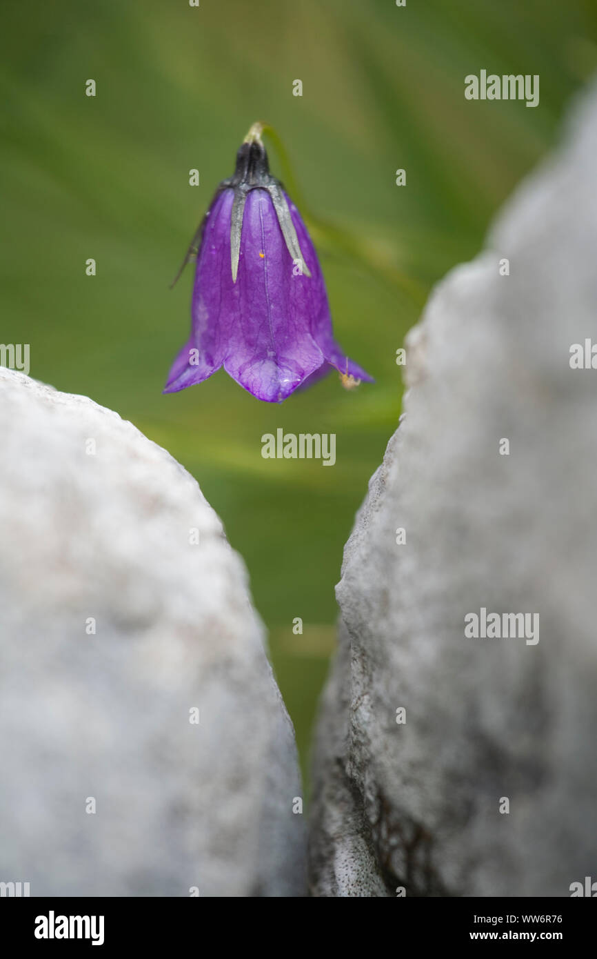 Mountain bellflower, GesÃ¤use National Park, Styria, Austria Stock Photo