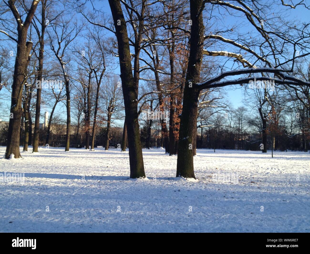 Beautiful Winter Scenery in Berlin's Public Park Hasenheide with Snow