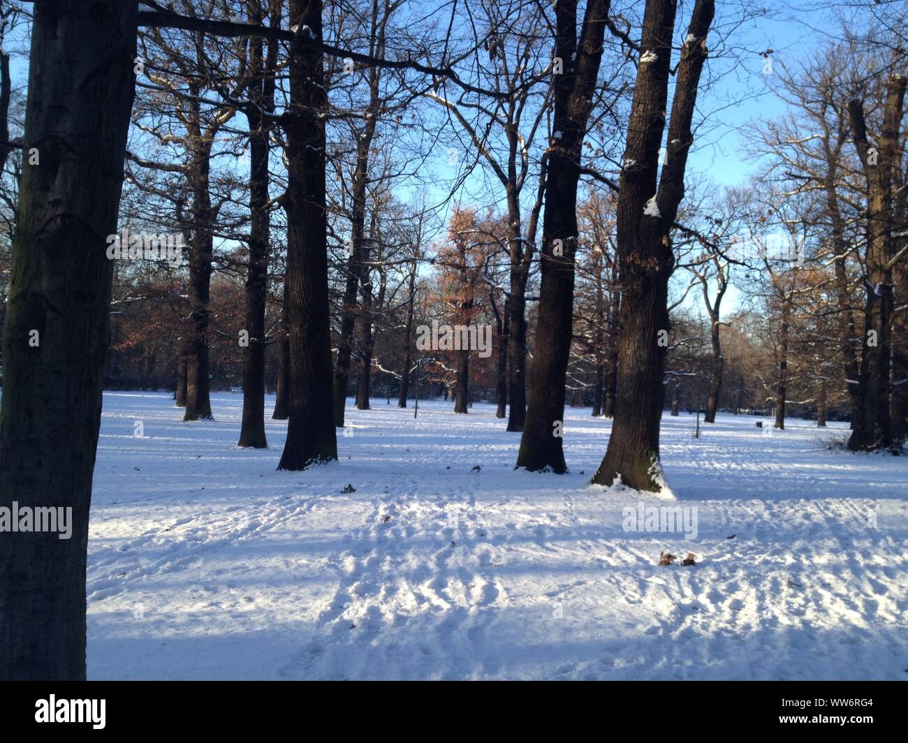 Beautiful Winter Scenery in Berlin's Public Park Hasenheide with Snow Covered Ground, Trees, Blue Sky and Sun Light Stock Photo