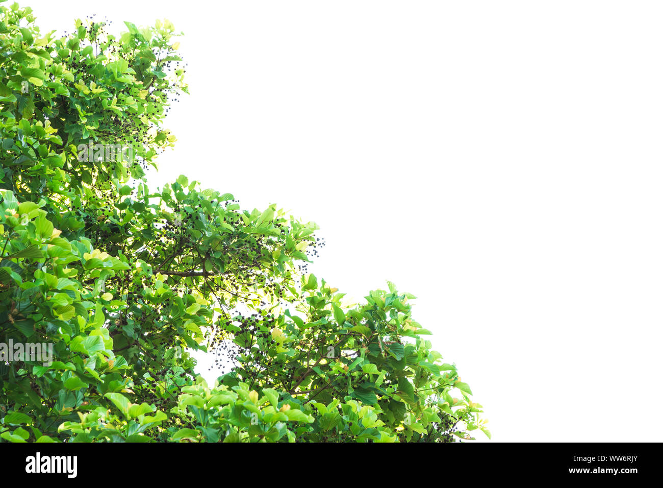 Bright leaves green bunches hi-res stock photography and images - Alamy