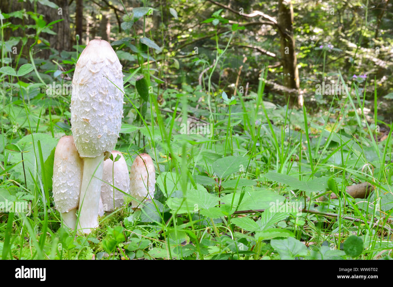 Small group of Shaggy Ink Cap or Coprinus comatus fungi, delicious