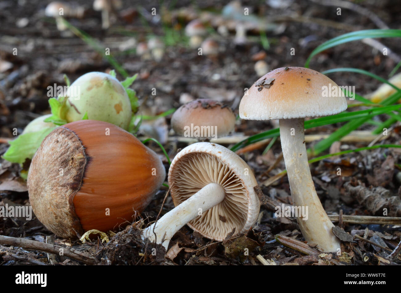 Pholiota highlandensis, Charcoal Pholiota or Bonfire Scalycap,  inedible mushroom, very small,, smaller than hazelnut Stock Photo