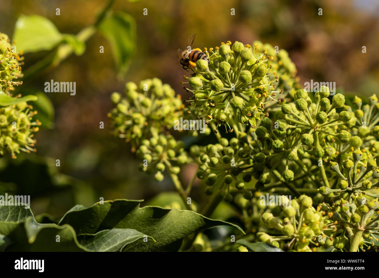 Blossoming ivy with bee in summer Stock Photo