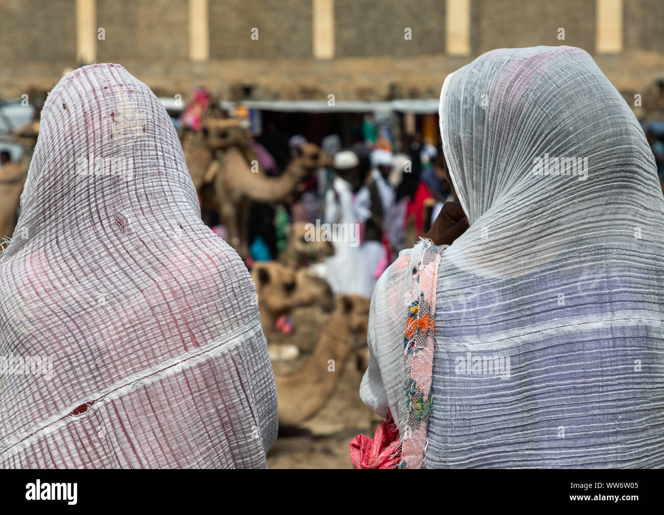 Camels bringing wood for sale in the monday market, Semien-Keih-Bahri, Keren, Eritrea Stock Photo