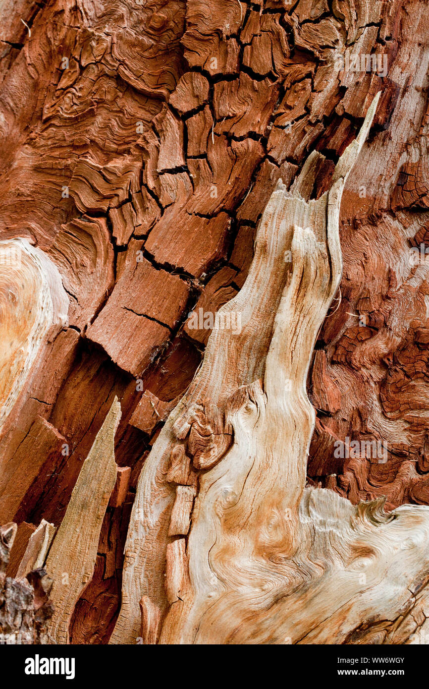 rotten bark of a larch in Zedlacher Paradies, Virgental, East Tyrol, Austria Stock Photo