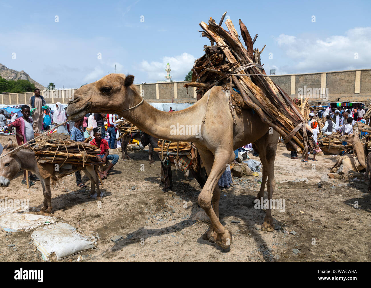Camel bringing wood for sale in the monday market, SemienKeihBahri