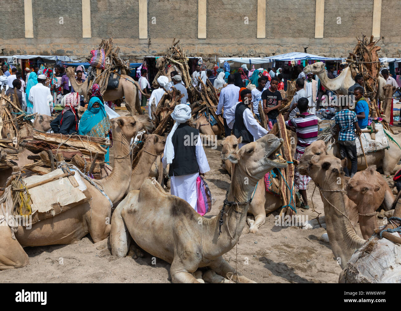 Camels bringing wood for sale in the monday market, SemienKeihBahri