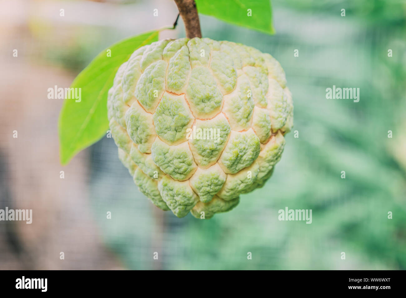fresh green custard apple fruit on the tree with blurred leaf nature background Stock Photo