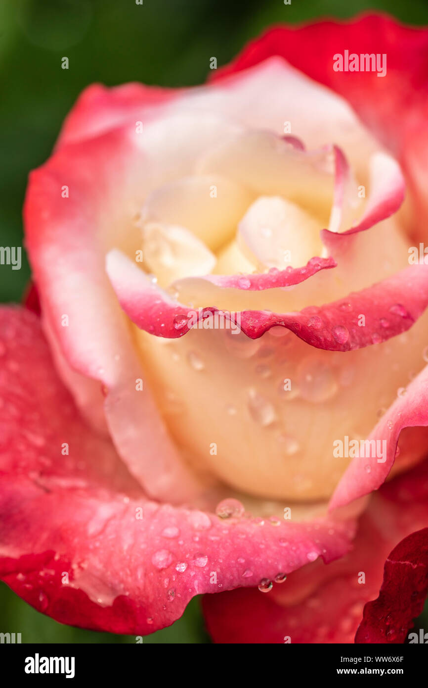 Roses in the garden, 'pink nostalgia', close-up Stock Photo