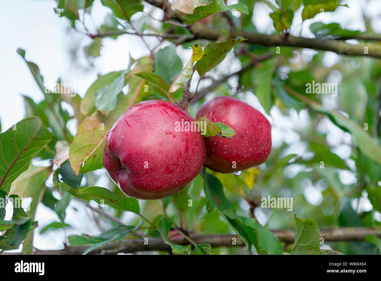 Apple tree with ripe apples Stock Photo - Alamy