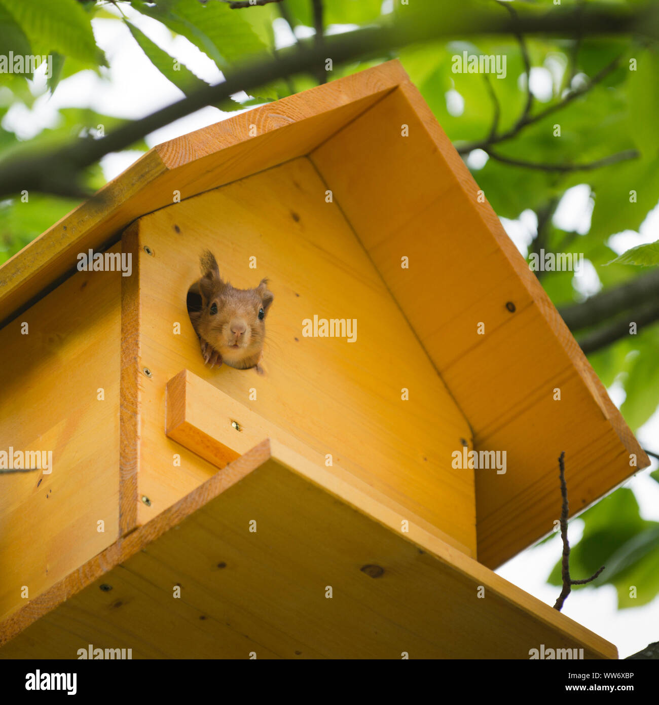 Squirrel, Sciurus vulgaris, in a squirrel house Stock Photo - Alamy