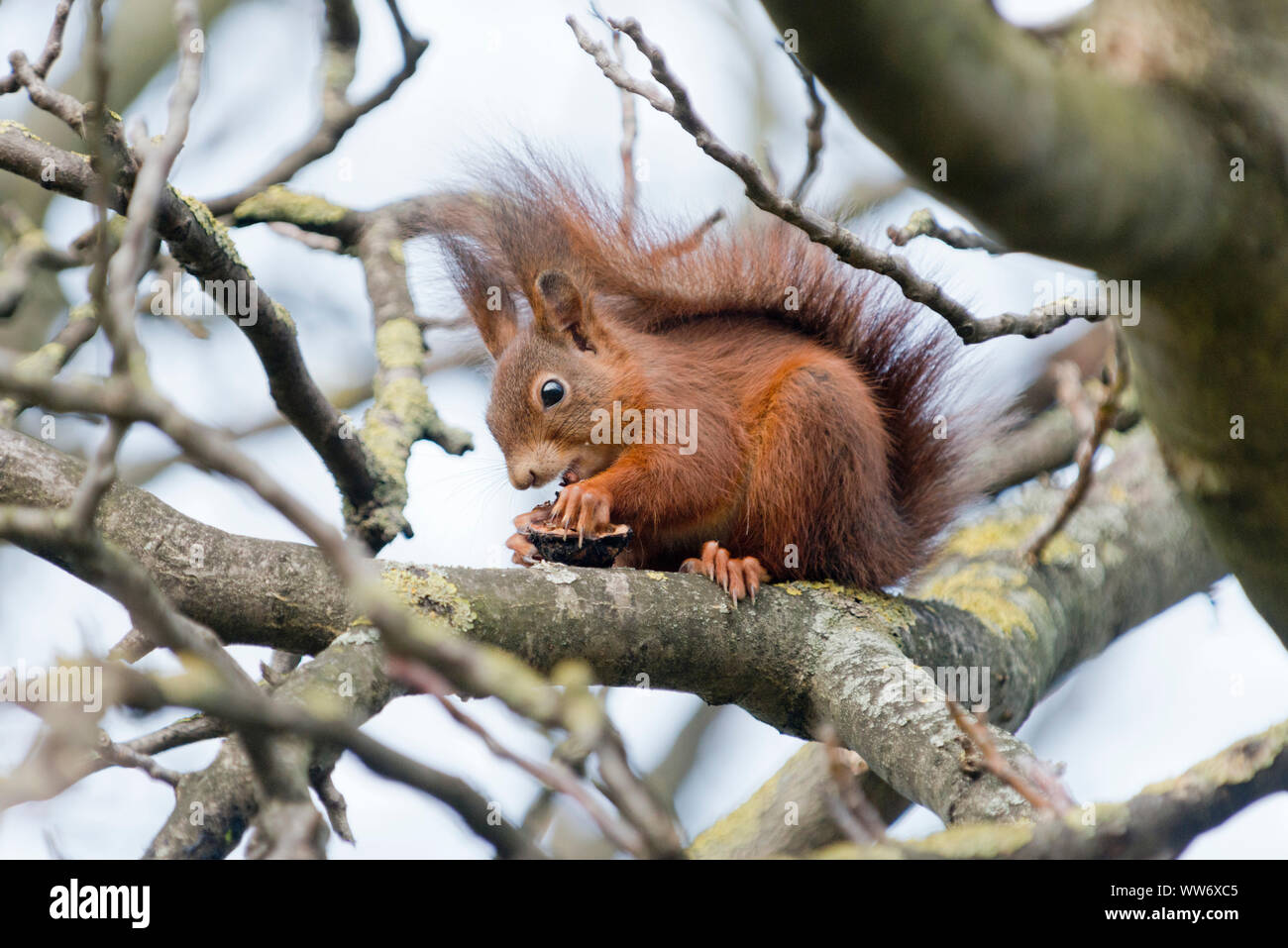 Squirrel, Sciurus vulgaris, on a nut tree, Stock Photo