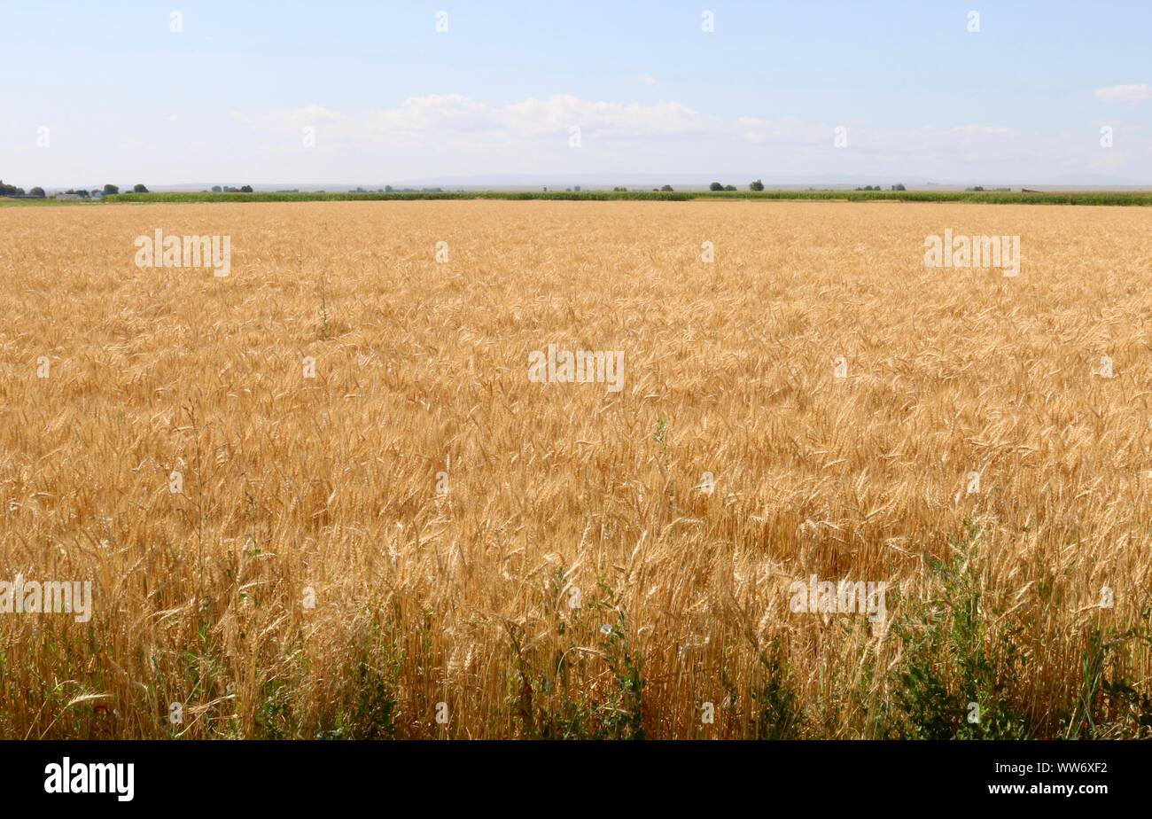 Farmer wheat field usa hi-res stock photography and images - Alamy