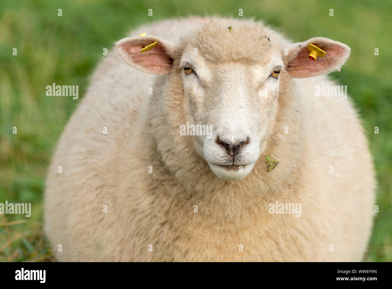 Sheep on a meadow Stock Photo - Alamy
