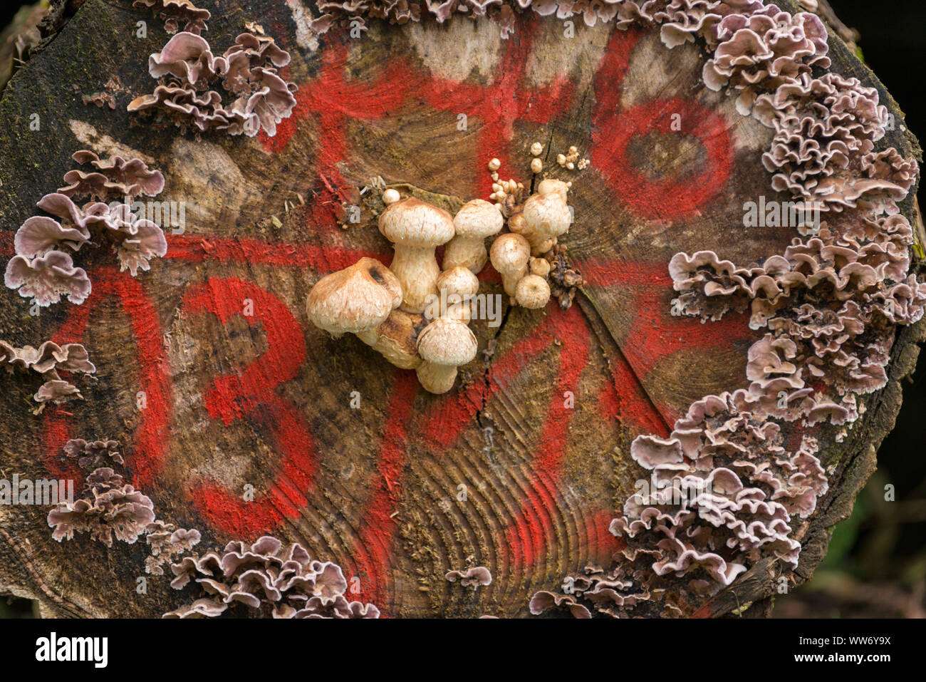 Mushrooms on a tree disk hi res stock photography and images alamy