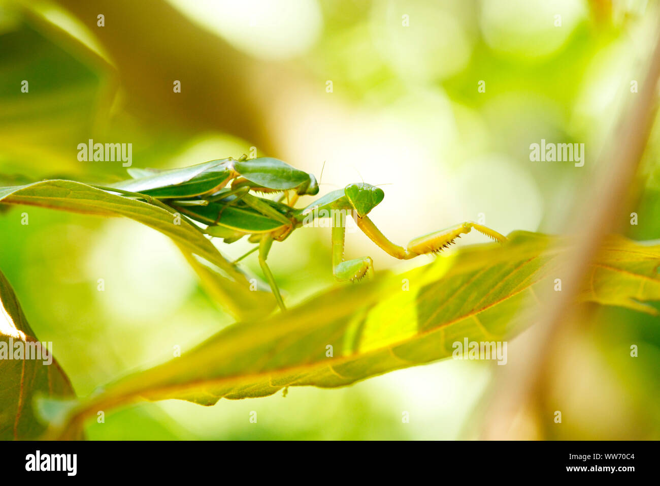 Sumatra, Bukit Lawang, praying mantis Stock Photo