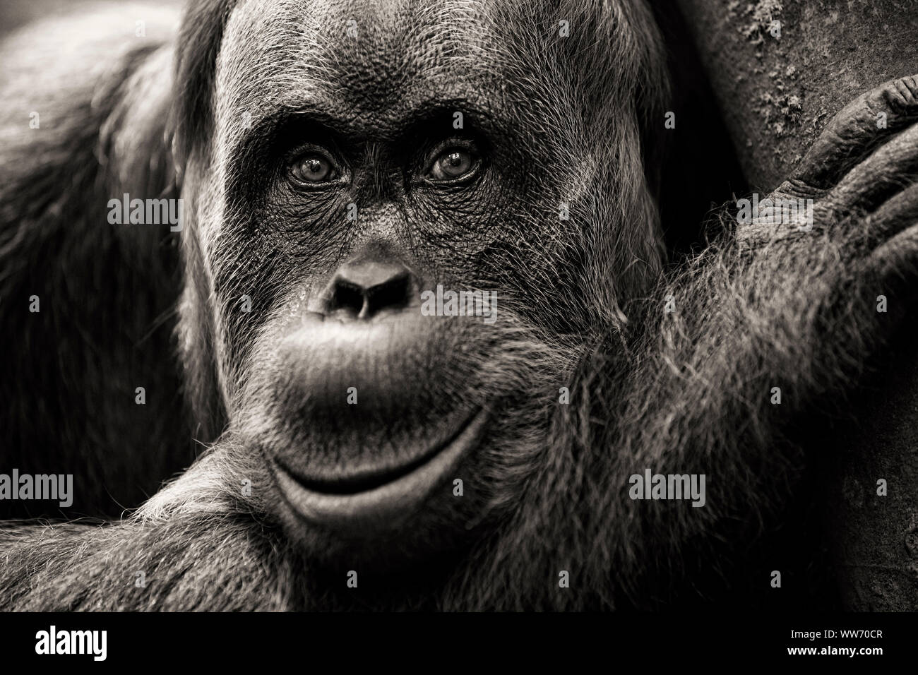 Sumatra, Bukit Lawang, orangutan Stock Photo