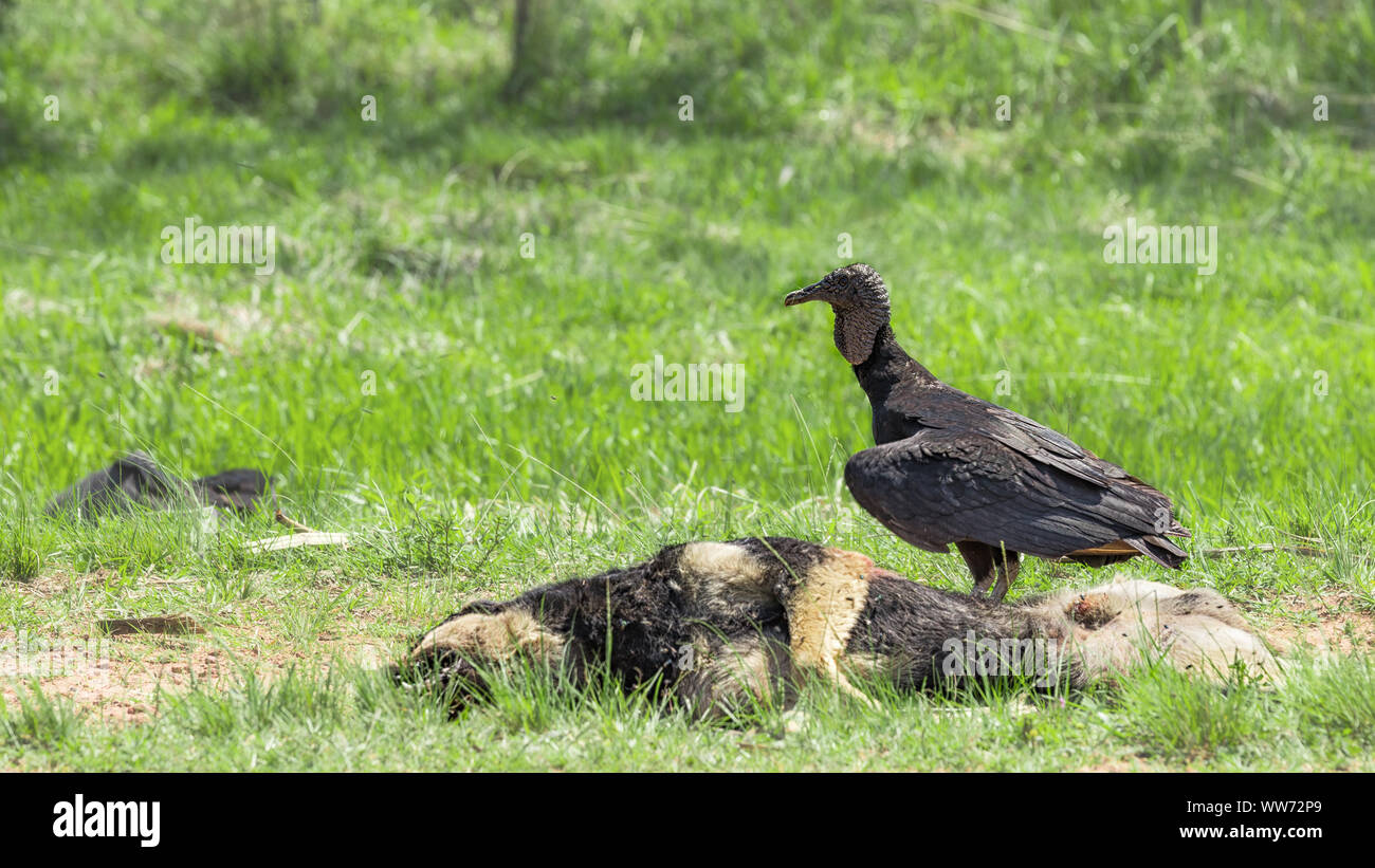 Vulture, Black Vulture (Coragyps atratus) on a dead dog Stock Photo Alamy
