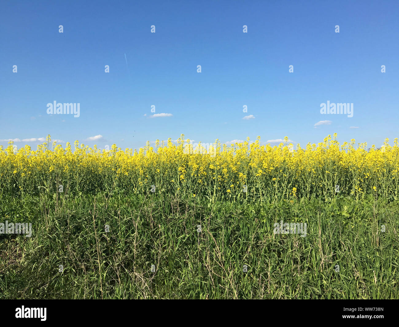 Field blue sky hi-res stock photography and images - Alamy