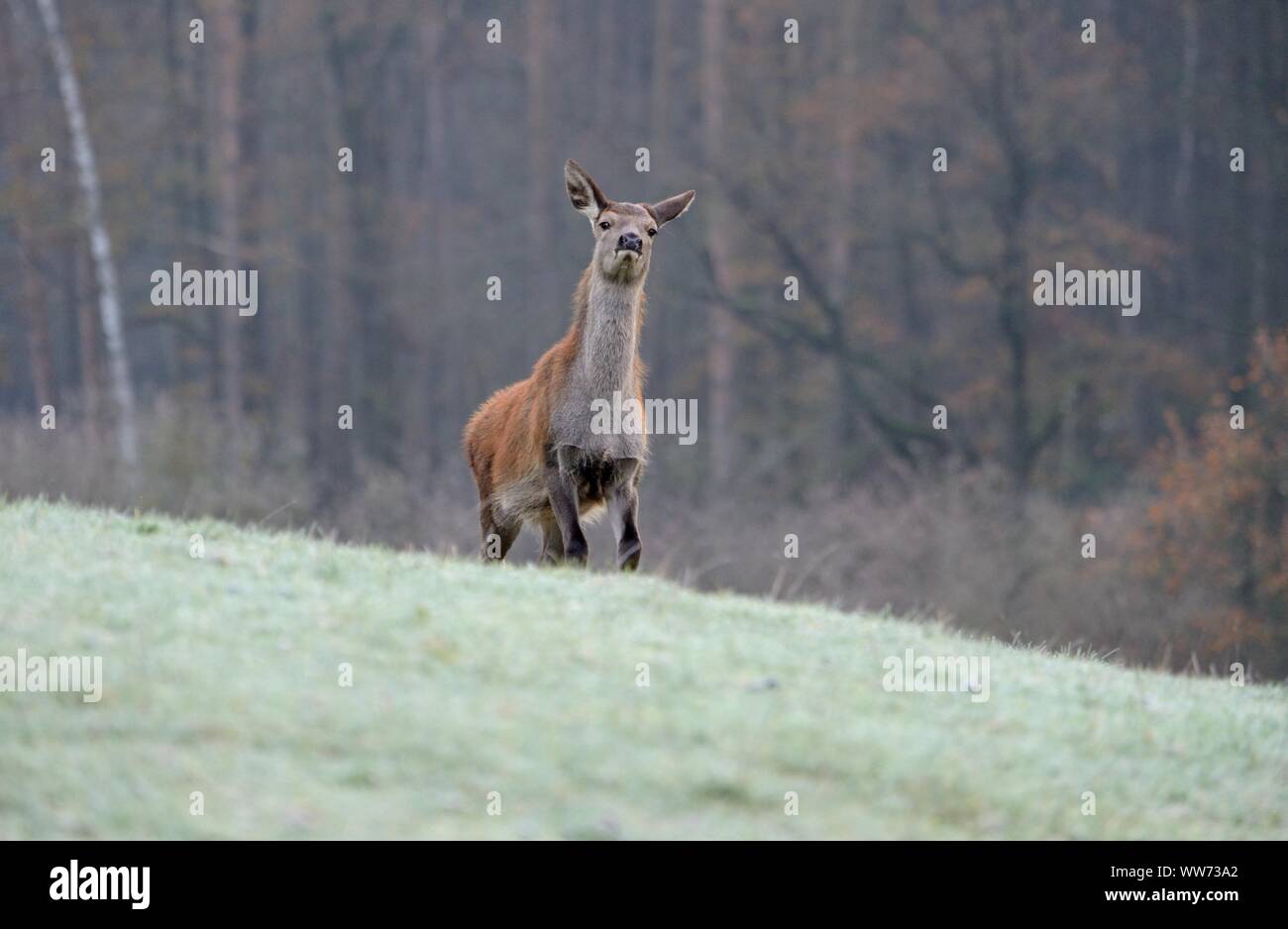 Young red deer, Cervus elaphus, rut Stock Photo