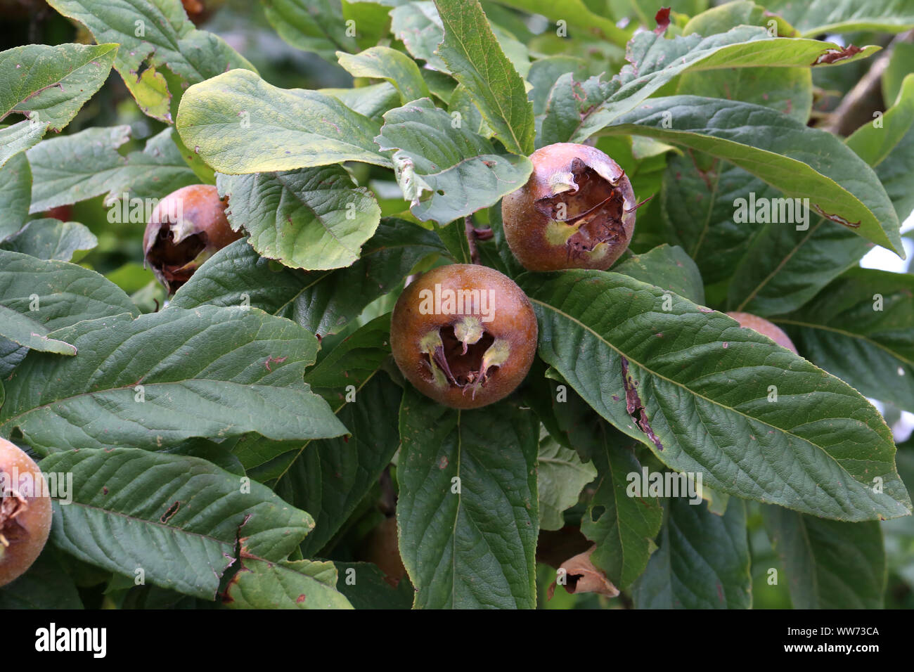 Mespilus Tree Fruit of Mespilus germanica, also named common medlar at a tree Stock ...