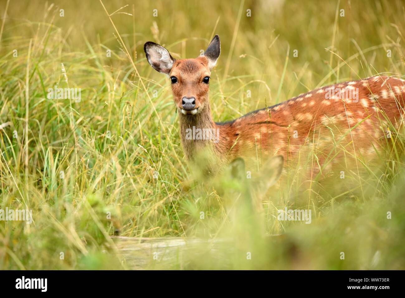 Sika deer in meadow, Cervus nippon Stock Photo