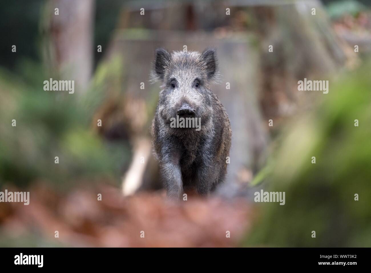 Young wild boar, Sus scrofa scrofa, forest Stock Photo