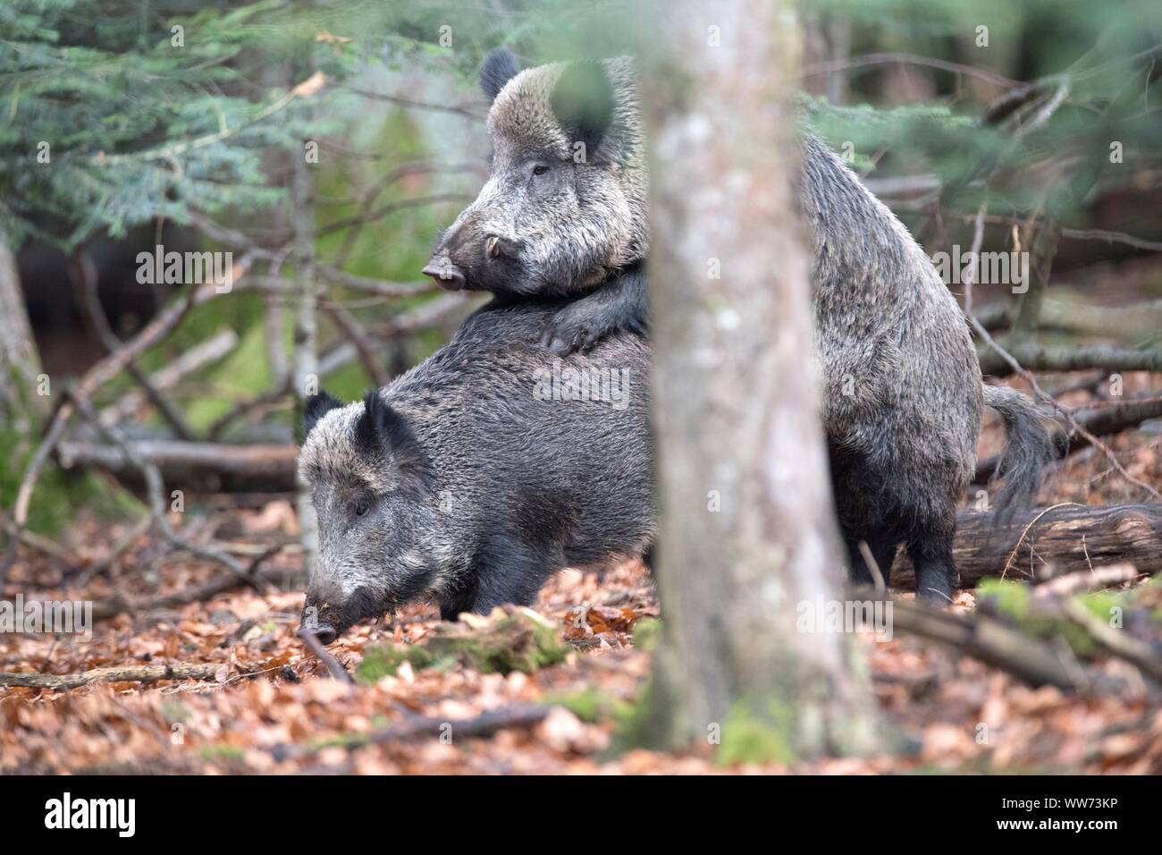 Pigs mating hires stock photography and images Alamy