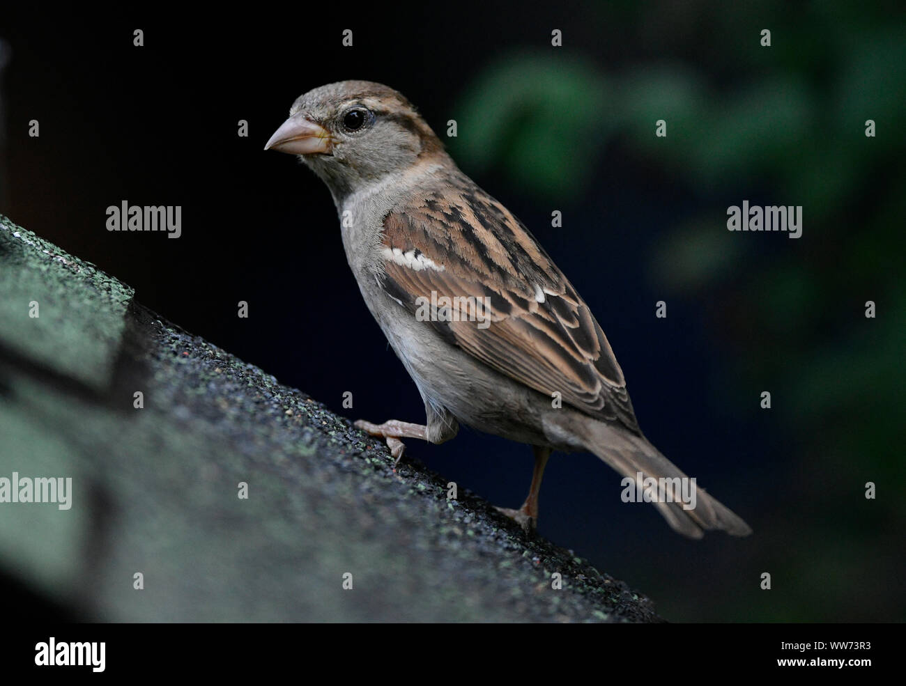 Passer domesticus city hi-res stock photography and images - Alamy