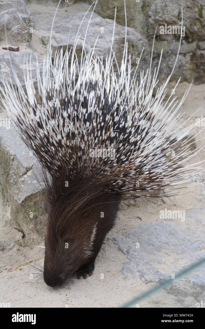 a porcupine opens the back spines toreact Stock Photo