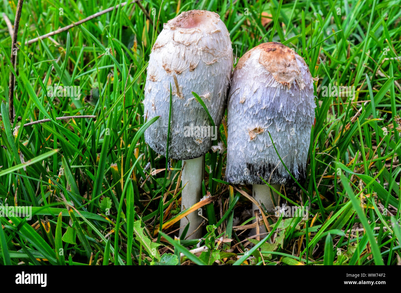 Pair of Shaggy Ink Cap or Coprinus comatus fungi, delicious edible