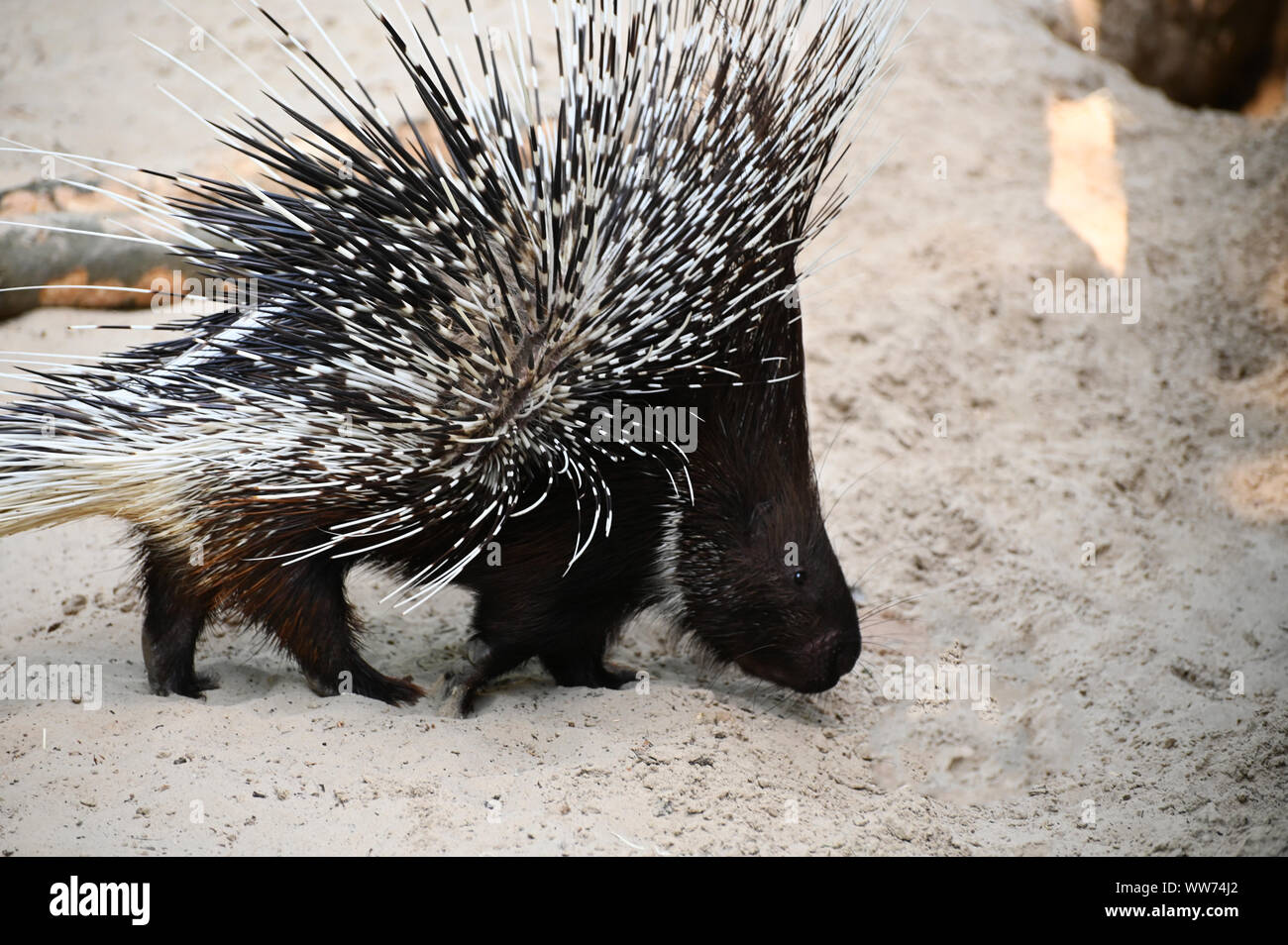 porcupine opens the back spines for defense Stock Photo