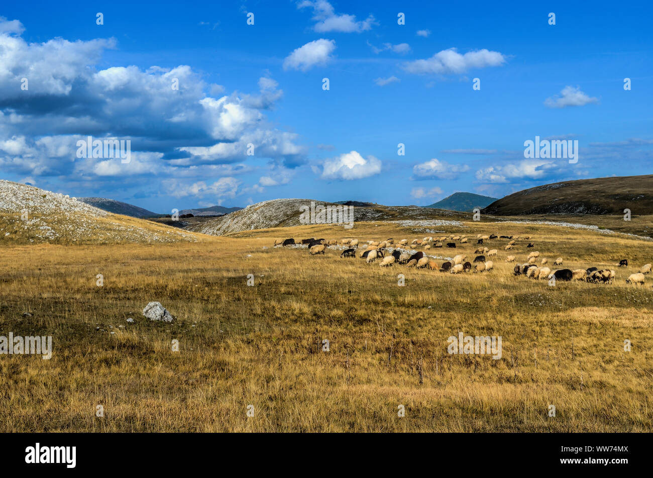 Flock of sheep on mountain meadow under blue sky with some clouds Stock ...