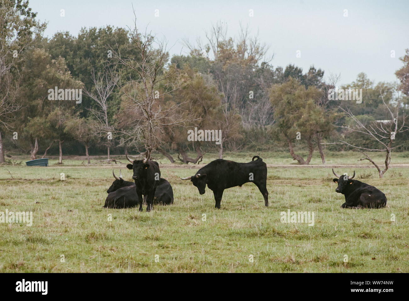 On the road in the natural paradise of Camargue in southern France Stock Photo