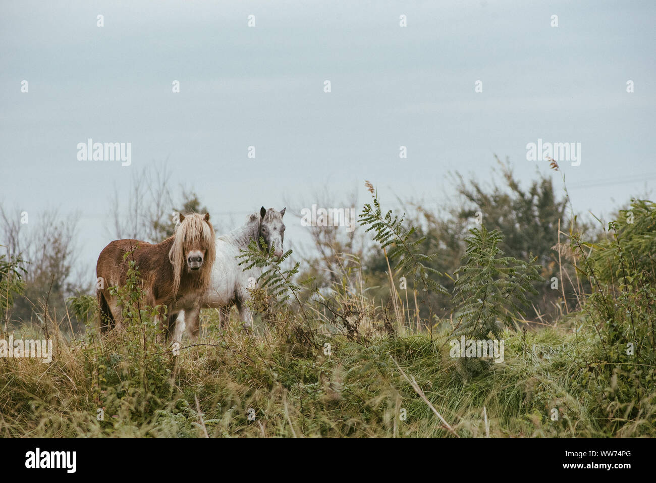 On the road in the natural paradise of Camargue in southern France Stock Photo