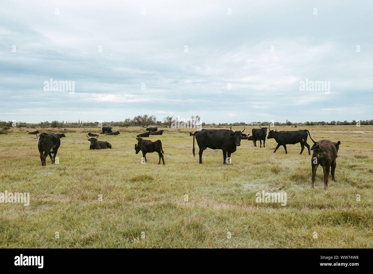 Visiting a bull and horse farm in the Camargue, France Stock Photo